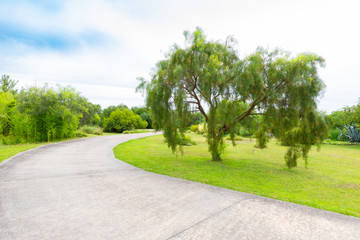 Fototapeta na wymiar Argentina Cordoba weeping willow in public gardens