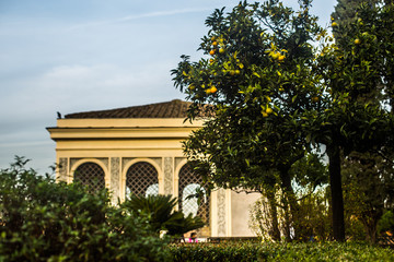 Italy / Rome 14. December 2019 photo of plants and parks in the city