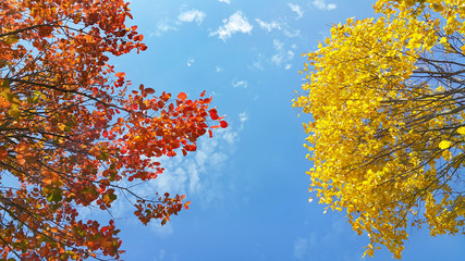 Bright yellow and red branches of autumn tree on blue sky