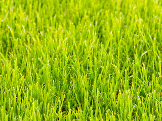 Background of green grass with soft focus