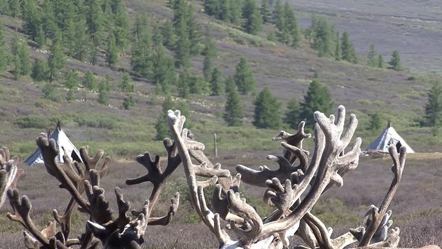 Mongolia. Darkhat basin. The camp of reindeer herders. Deer.