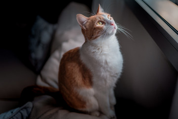 Gato marrón y blanco con ojos color miel mira hacia arriba