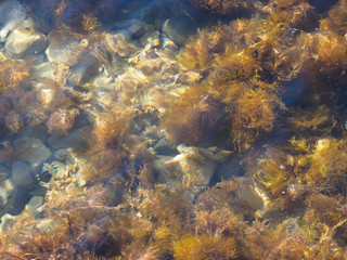 Algae and stone under the sea water. Tuapse, Black Sea, Caucasus