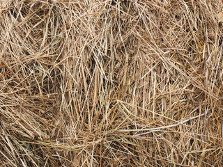 Stack dried grass background, close up Caucasus