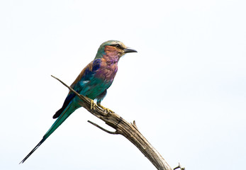 Lilac Breasted roller