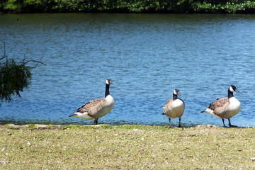 Three Canada Geese by the side of a lake