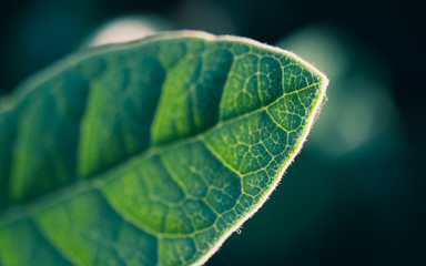 green leaf