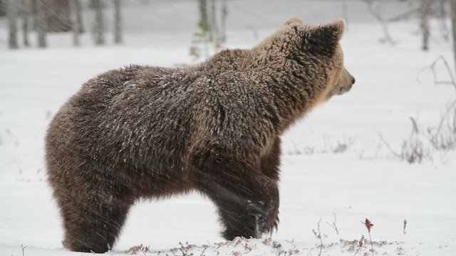 Wild adult Brown bear in the snow in winter forest.  Brown Bear  stands on its hind legs. Scientific name: Ursus arctos. Natural habitat. Blizzard in Winter forest