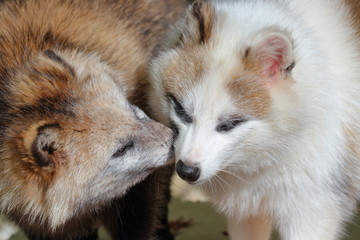 ホンドタヌキ　仲良し