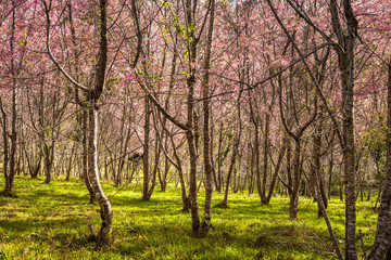 Fototapeta premium Wild himalayan cherry tree