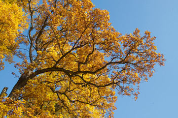 yellow tree in autumn
