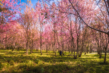 Wild himalayan cherry in sunshine day on top of mountain