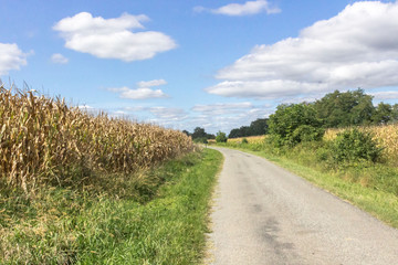 Fototapeta na wymiar The road goes into the distance. Winding path. Green tourism. Hiking in the nature. Camino de Santiago. Walk among the fields and trees. Road up to the sky. Country road with traces of cars.