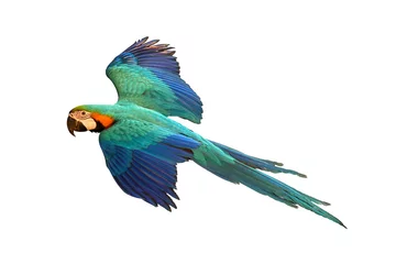 Foto auf Acrylglas Colorful flying parrot isolated on white background. © Passakorn