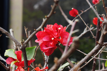 mild red maroon orange fresh bougainvillea flowers with green leaves and brown twigs