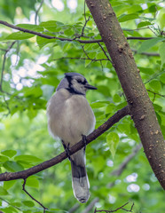 Obraz premium blue jay ,Cyanocitta cristata