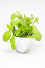 Fresh branches of mint leaf on white background