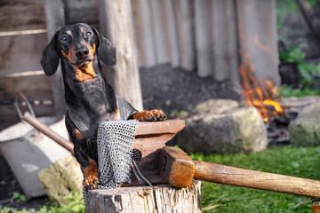 Cute black and tan dachshund blacksmith in working process of craftmaking metal chain mail....