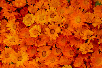 Background of bright orange medical calendula flowers - obrazy, fototapety, plakaty