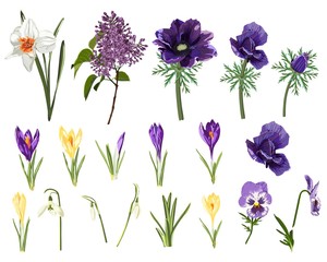 Obraz na płótnie Canvas Violet anemones, narcissus, viola, crocus and berries campanula flowers and snowdrop, mix of seasonal plants and herbs big vector collection. All elements are isolated and editable.