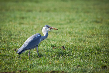 Closeup of a Grey Heron Catching a mouse in a Meadow ( Ardea Cinerea ) 