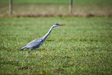 Closeup of a Grey Heron hunting in a Meadow ( Ardea Cinerea ) 