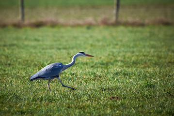 Closeup of a Grey Heron hunting in a Meadow ( Ardea Cinerea ) 
