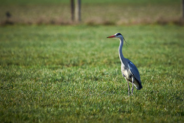 Closeup of a Grey Heron in a Meadow ( Ardea Cinerea ) 