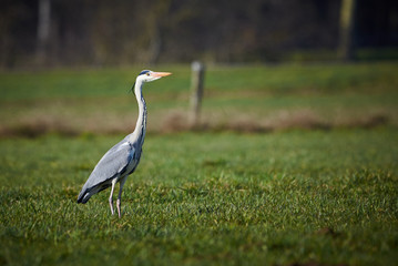 Closeup of a Grey Heron in a Meadow ( Ardea Cinerea ) 