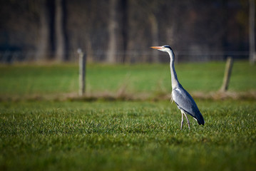 Fototapeta premium Grey Heron in a Meadow ( Ardea Cinerea ) 