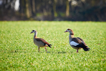 Two Egyptian geese walking in a Meadow (Alopochen aegyptiaca)