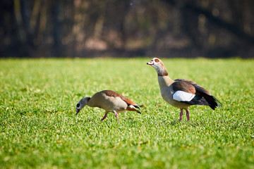Two Egyptian geese eating in a Meadow (Alopochen aegyptiaca)