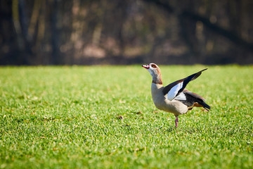 Egyptian goose near Adolfosee in Germany (Alopochen aegyptiaca)	