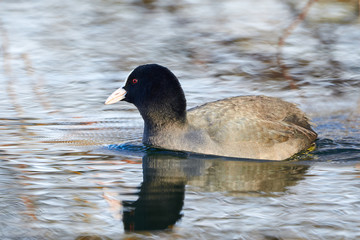 Eurasian Coot ( Fulica Atra ) Swimming in a Lake