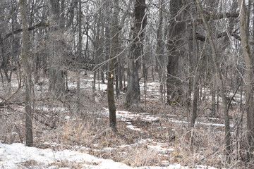 Non-Edited Butler County Iowa