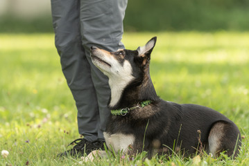 Dog owner trains with his cute Kelpie dog. Working together on the dog place.