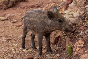 Little wild boar