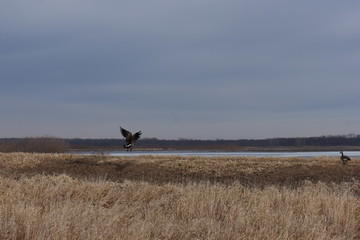 Non-Edited Butler County Iowa