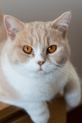 British Sorthair cute cat portrait