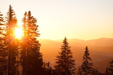 Pine tree crowns over hills and valley background with bright golden sunset above - Powered by Adobe