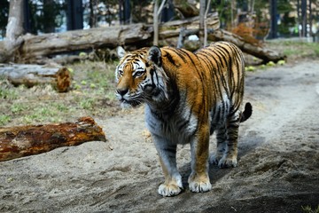 円山動物園のトラ