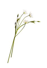 Bouquet of stellaria flowers and buds