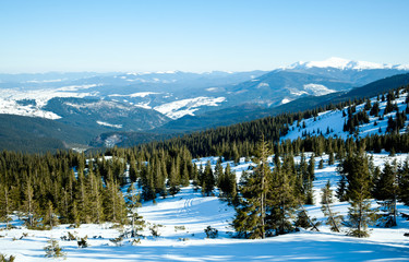 Fur trees crowns covered with snow in winter forest