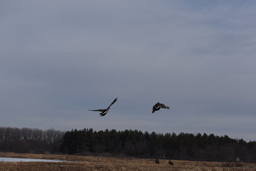 Non-Edited Butler County Iowa