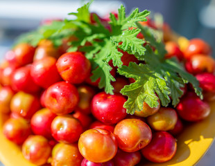 Ripe and juicy red plums piled with geranium leaves (Pelargonium graveolens) prepared for making preserve.