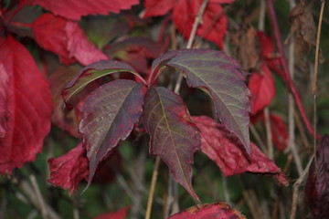 red leaves of wild grapes closeup