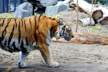 円山動物園のトラ
