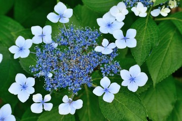 6月梅雨 初夏 青いガクアジサイの花