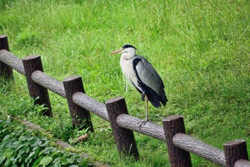 水元公園 池のほとりのアオサギ