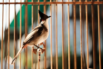Red-whiskered bulbul bird or Pycnonotus jocosus bird or Pycnonotidae bird in the bird cage.